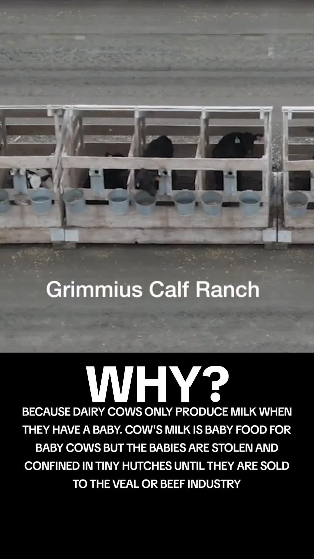 @advocate4animals