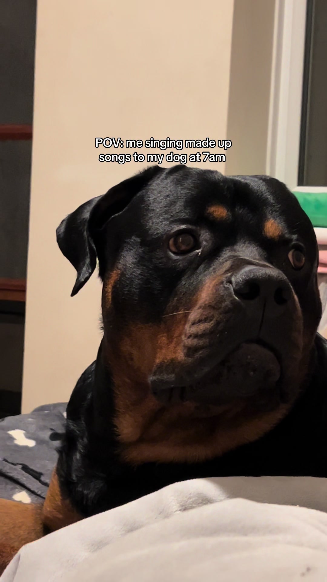 @Nyla Bo Rottweiler