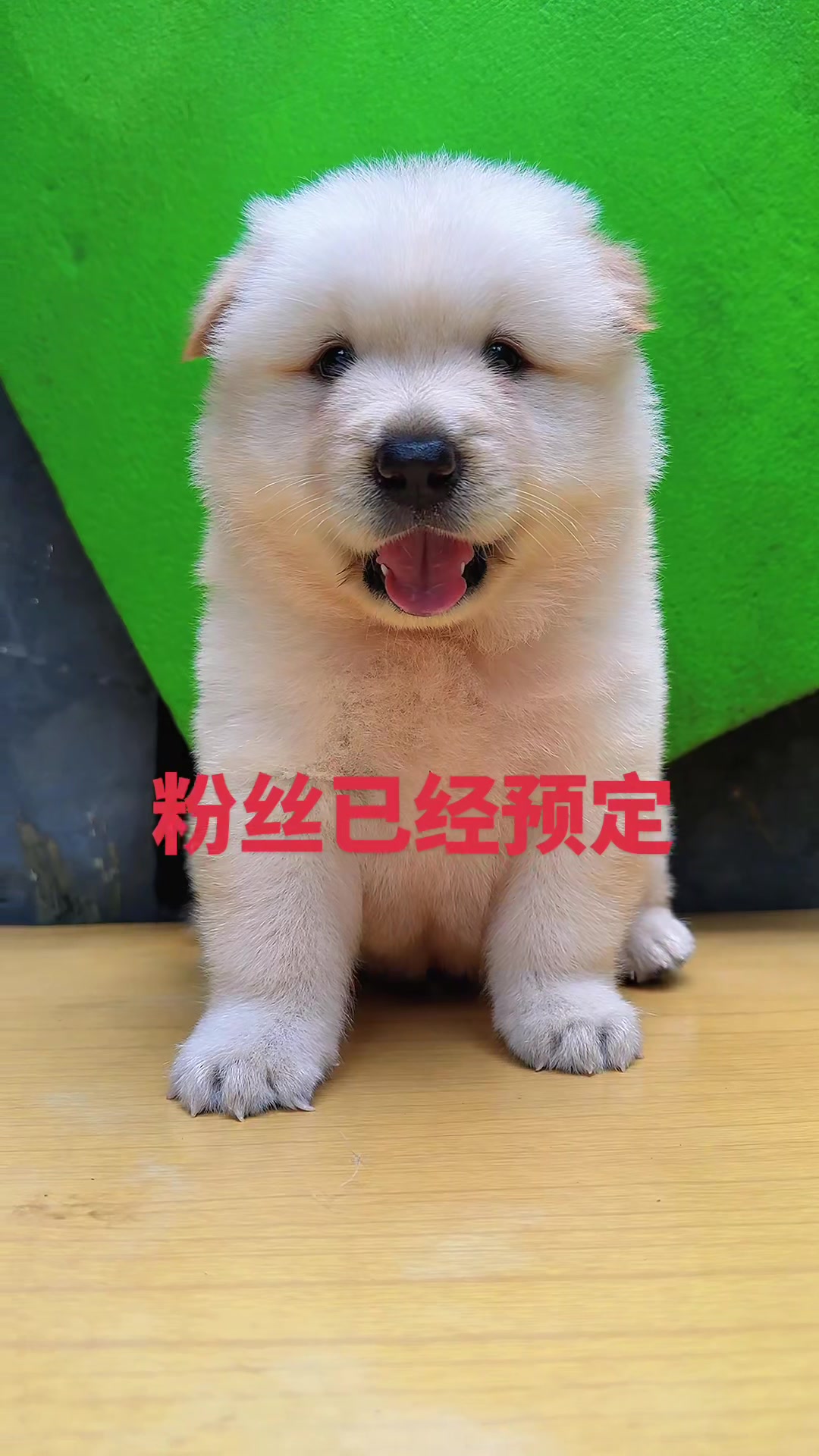 @南粤陪伴犬