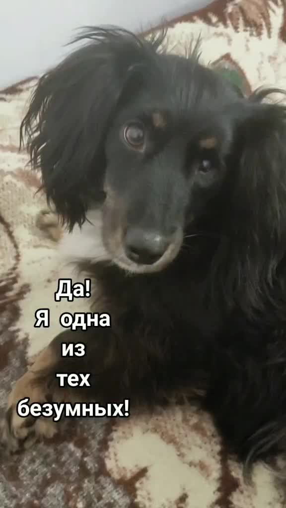 @Жужа и ее друзья
