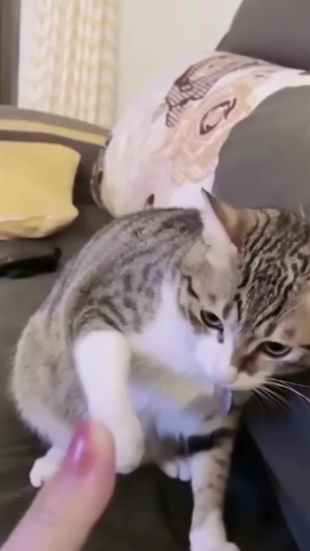 @pawfriends