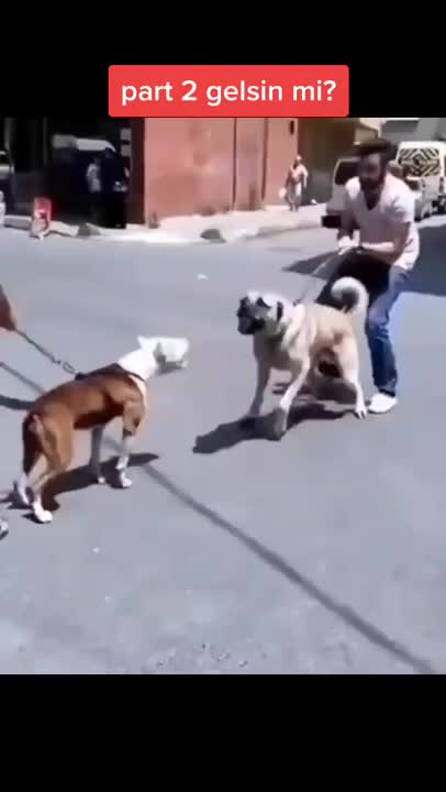 @Dog all Around