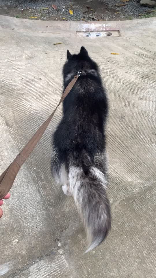 @Chion 🐾