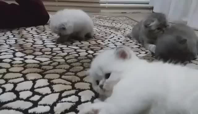 @Neşe Arslan