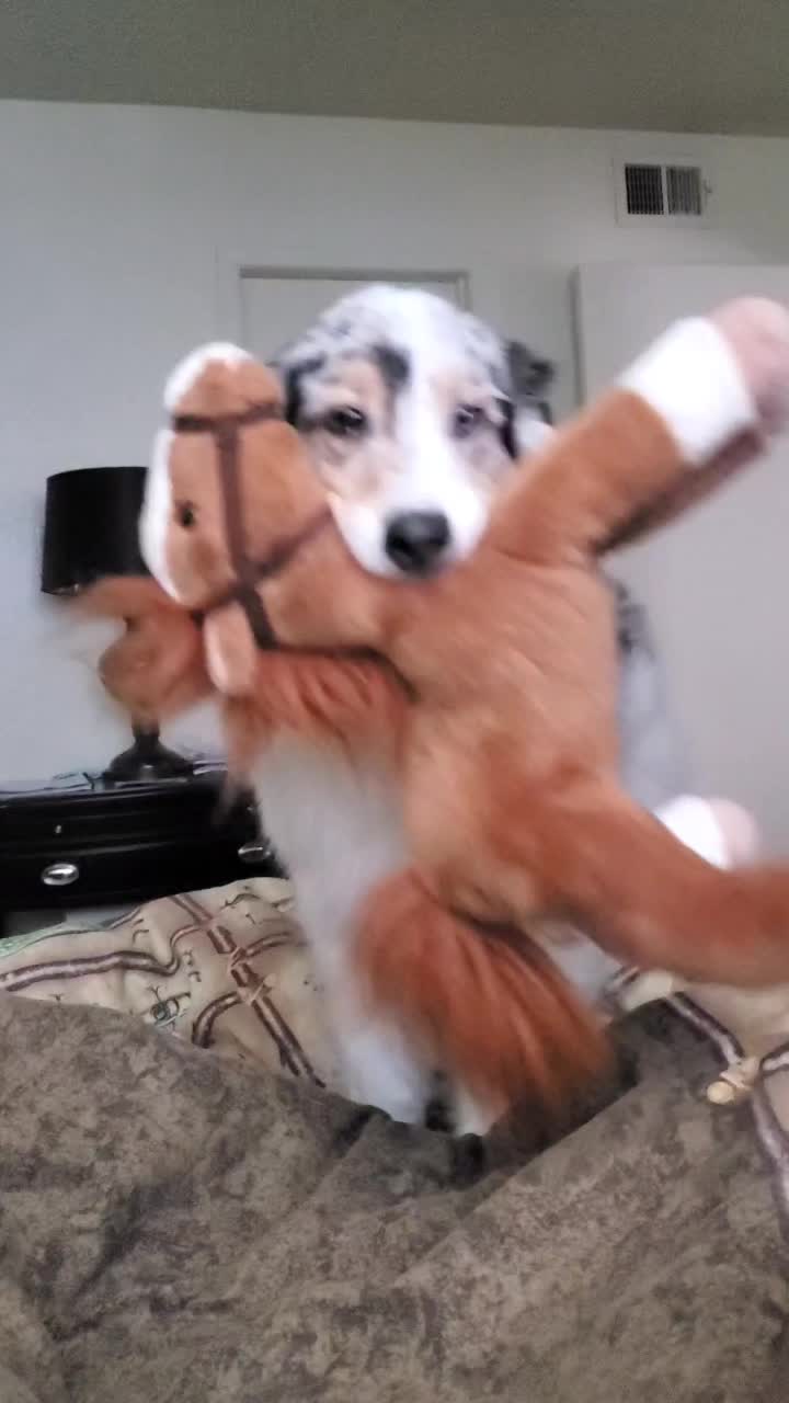 @Wickeddoghandler