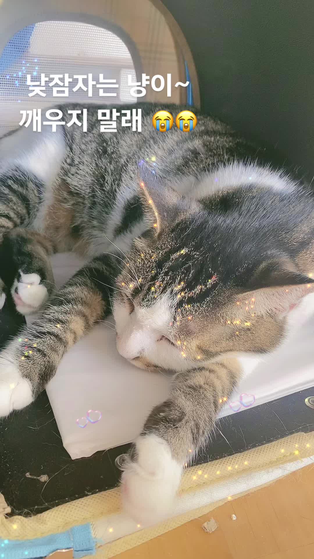 @lifewithkitty