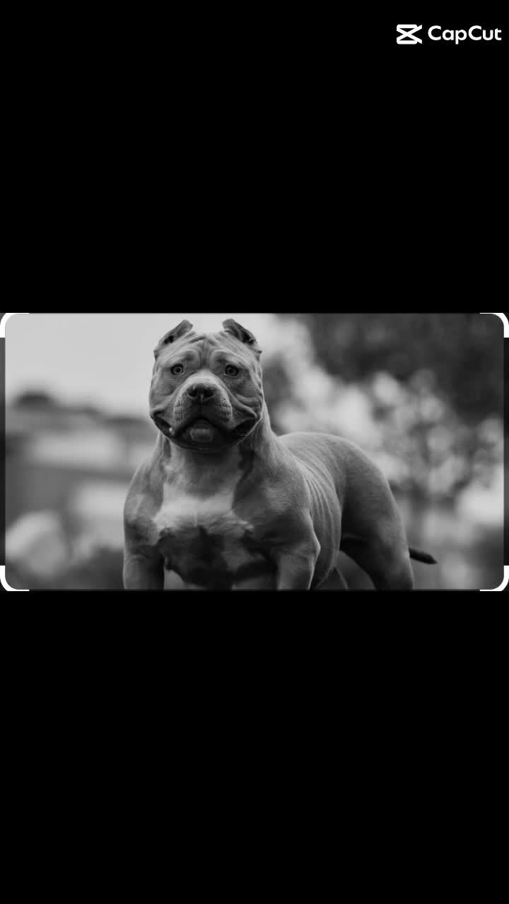 @SAVE THE XL BULLYS