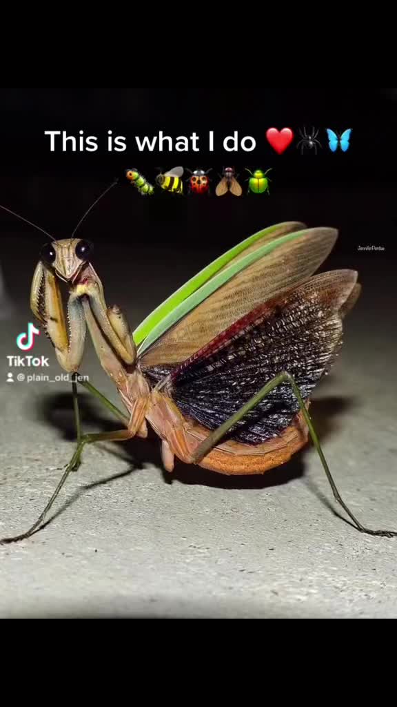 @Jennifer’s_Bugs