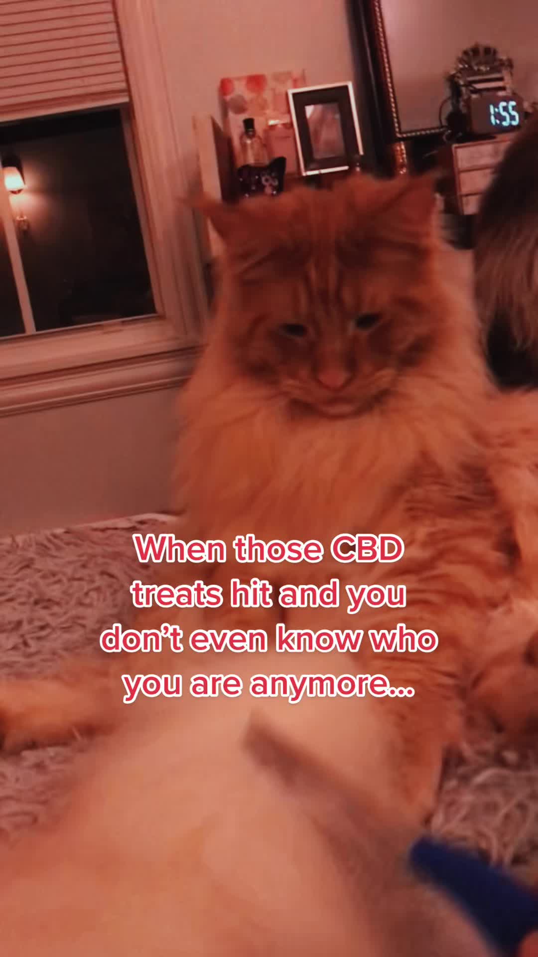 @kittensinparadise