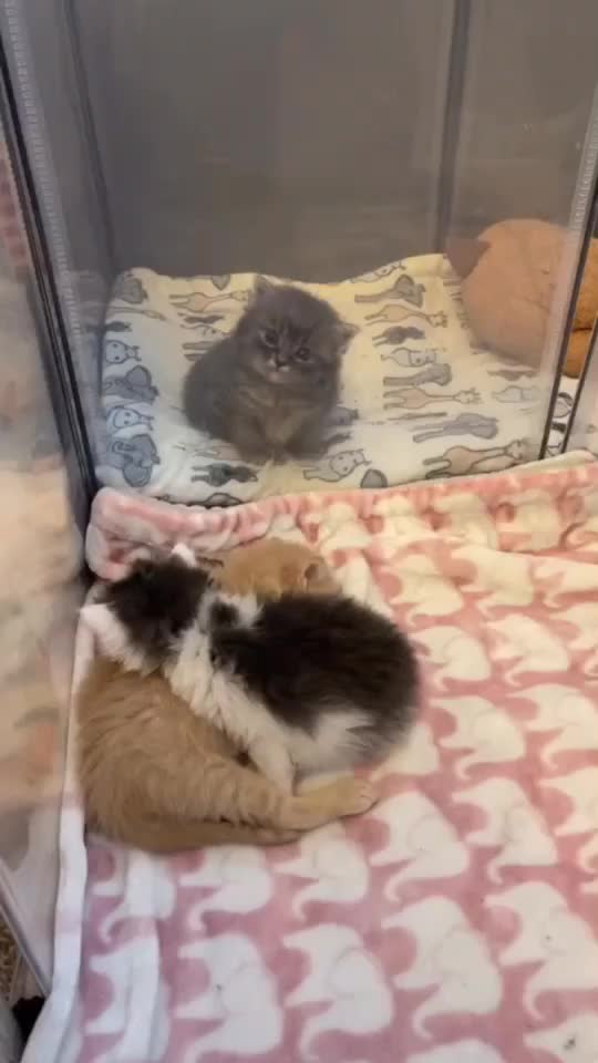 @cutecatterr