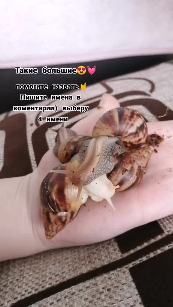 @Улиточки🐌💞