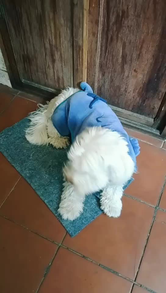 @Sr. Tomás 💙🐶💚
