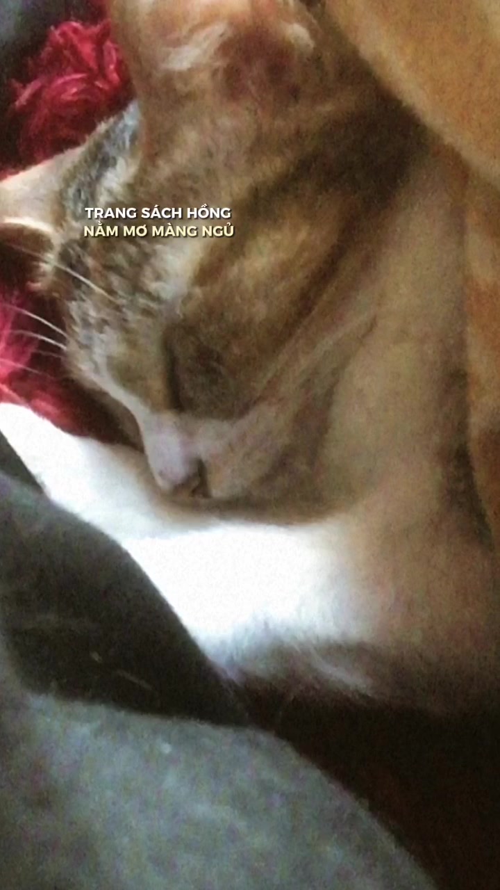 @t là pate🐈