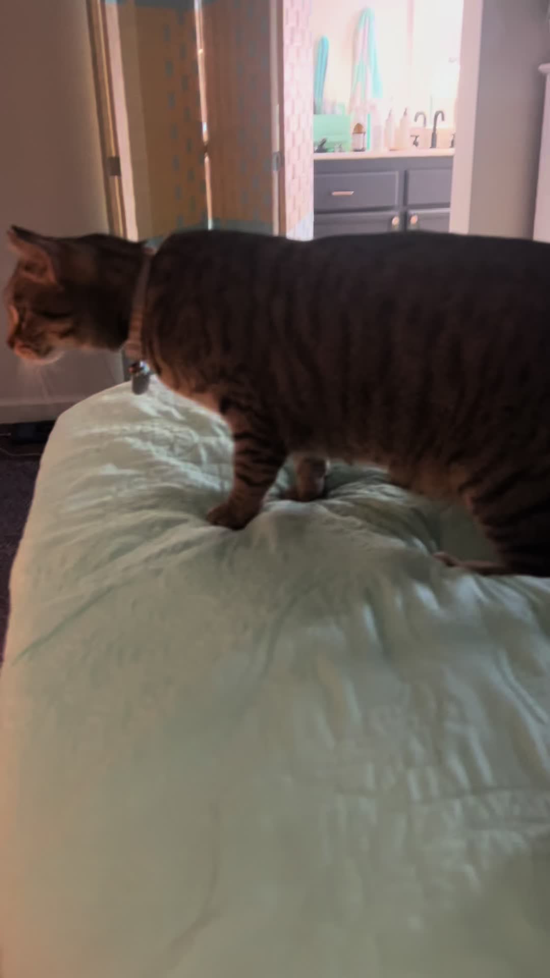 @Tokio Drift The Cat