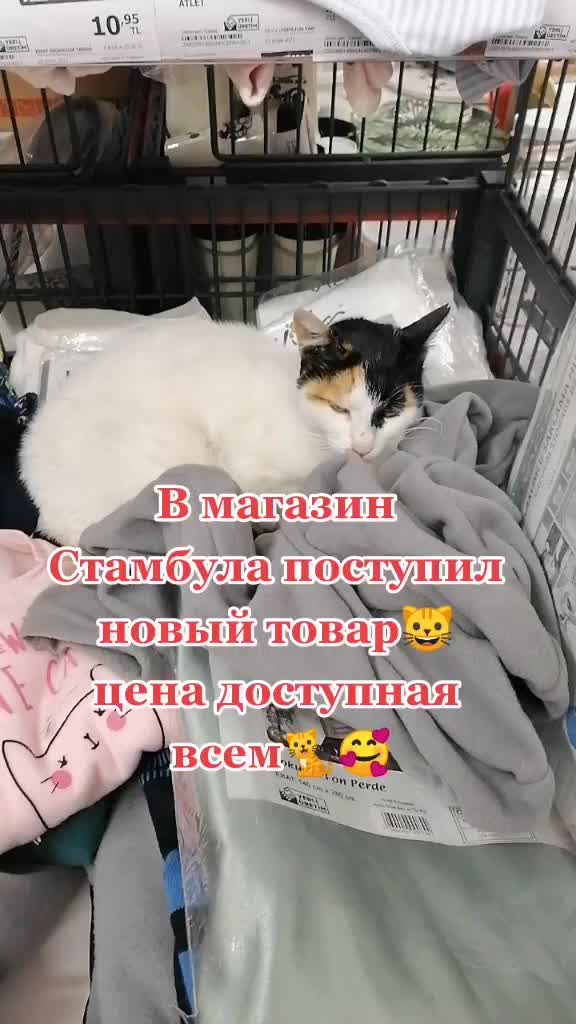 @lubov