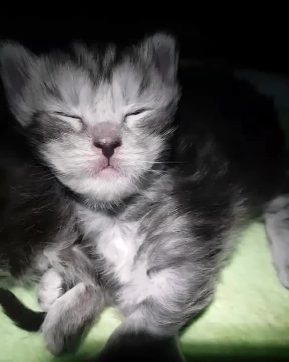 @Maine coon kitten