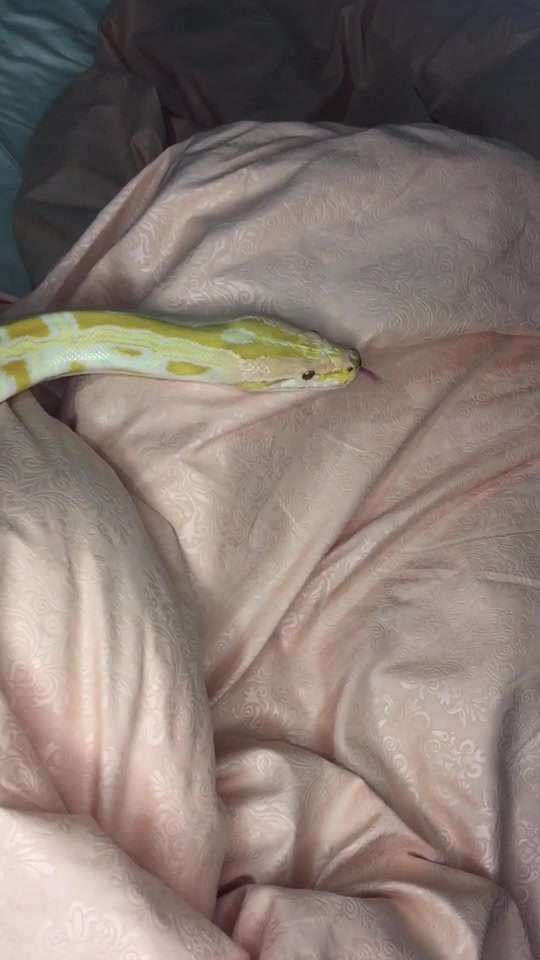 @🐍 ТИГРАнутый 🐍