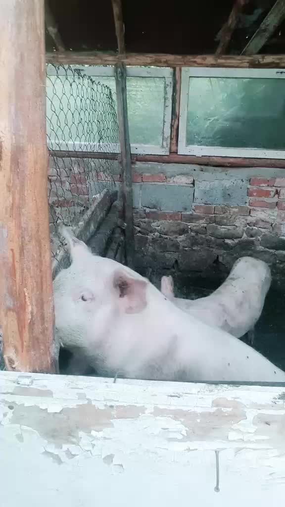 @göçmen kızı