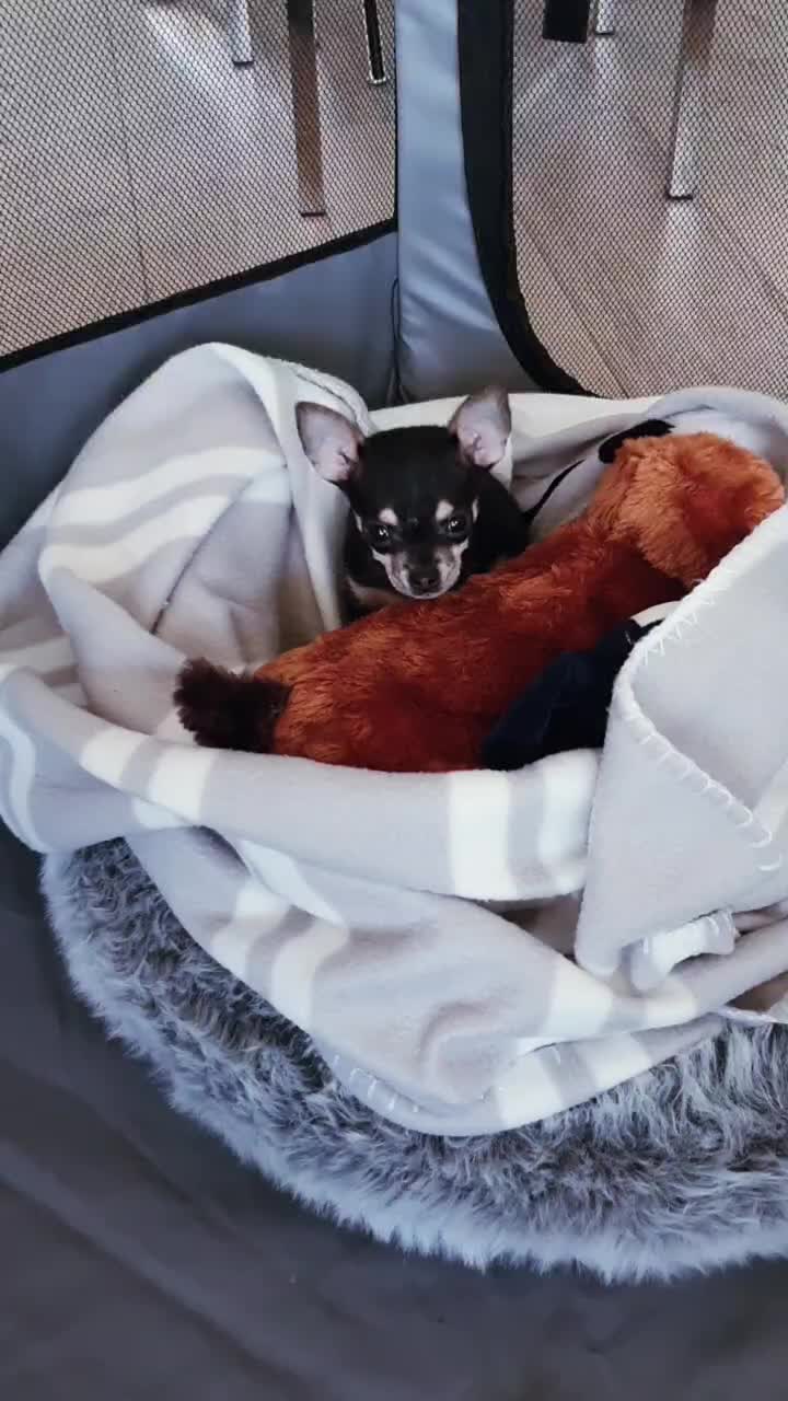 @Paco.the.Chihuahua