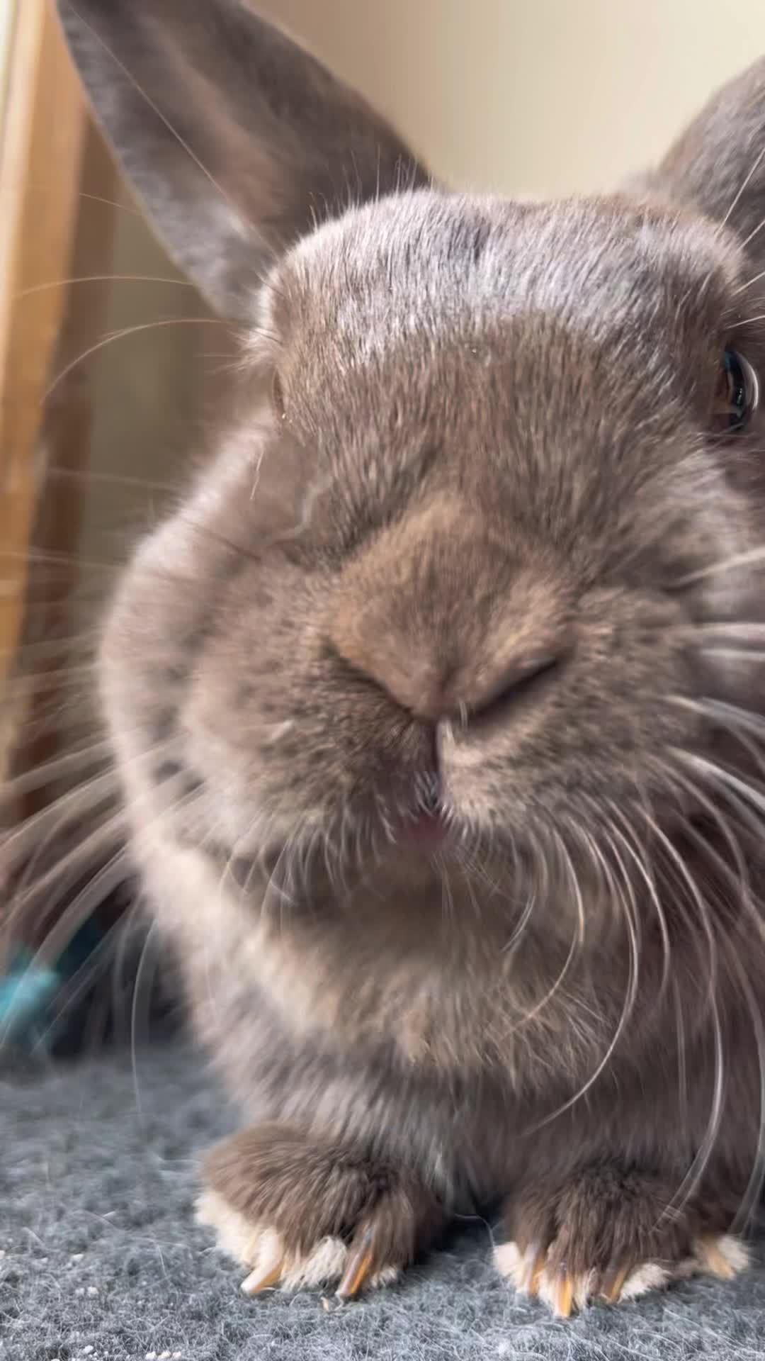 @Bunny rabbit chocolate 🍫