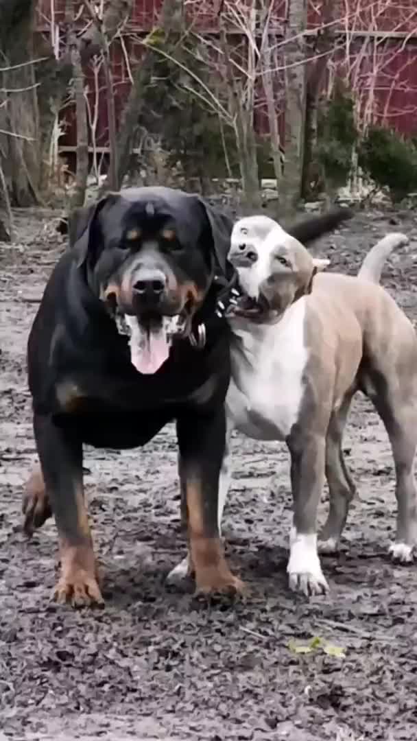 @Dog all Around