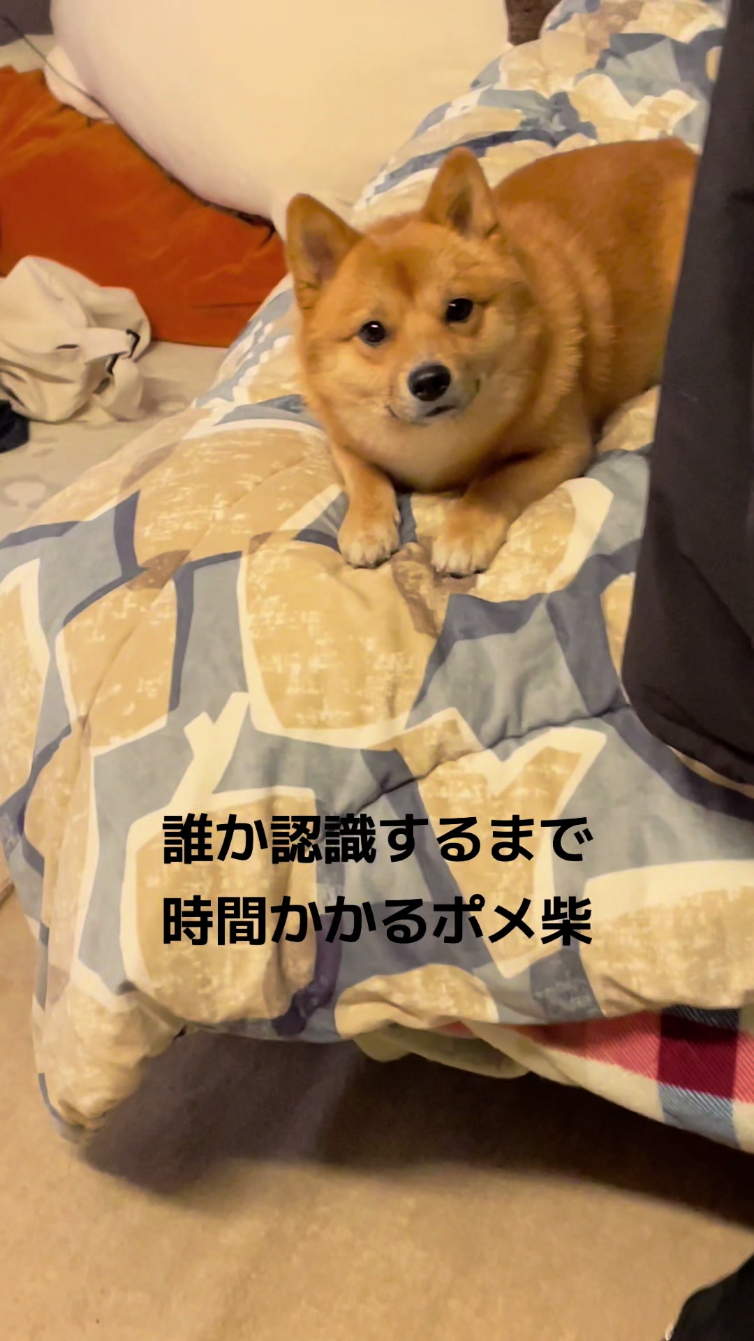 @ポメ柴もなか(もちゃ)୭