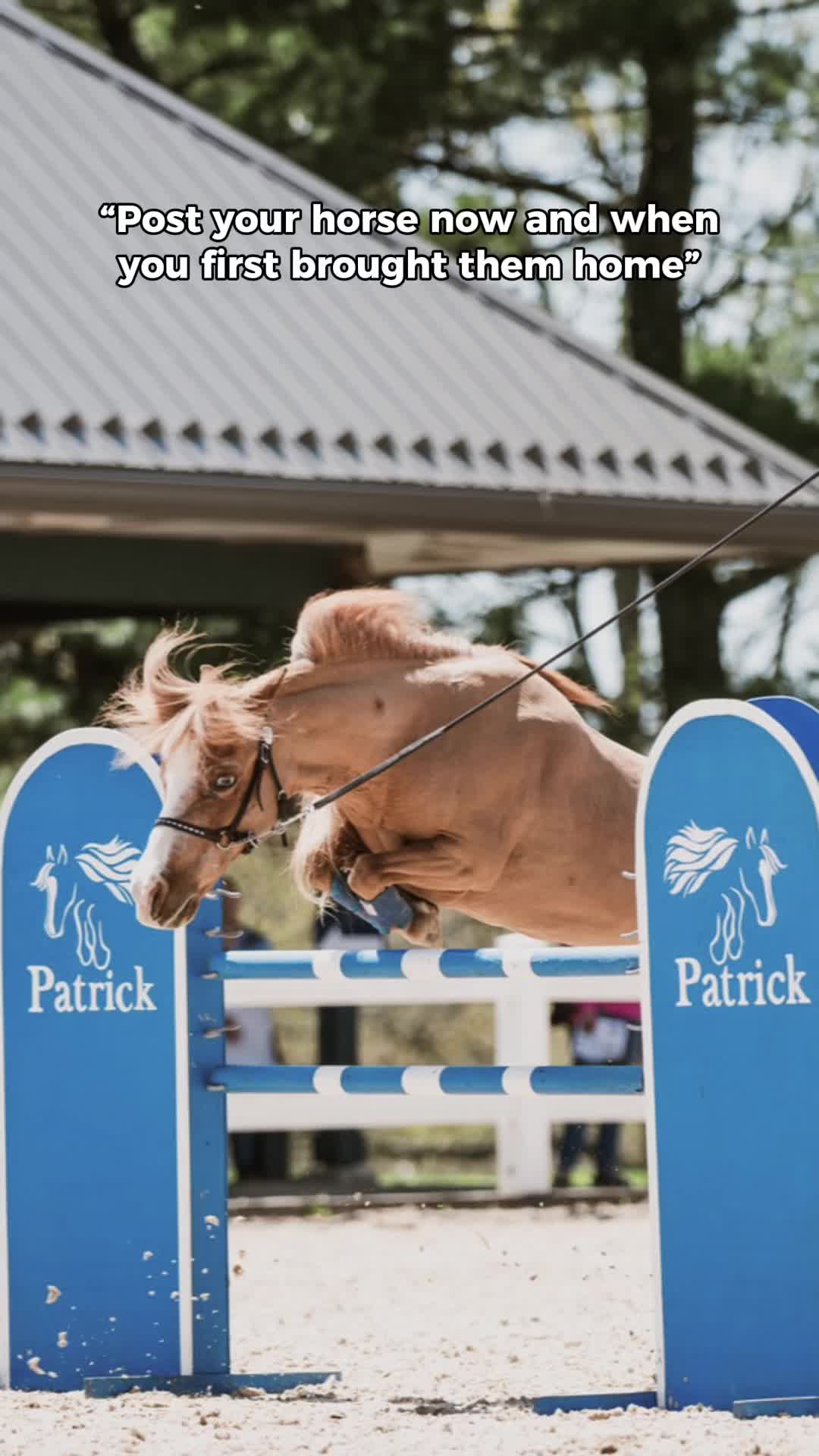 @Sarah & Patrick The Mini Horse