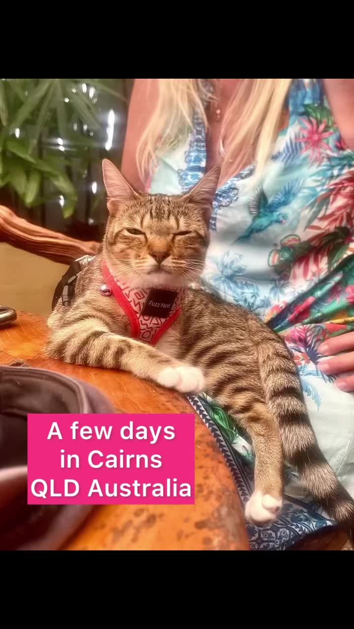 @thatcutecat