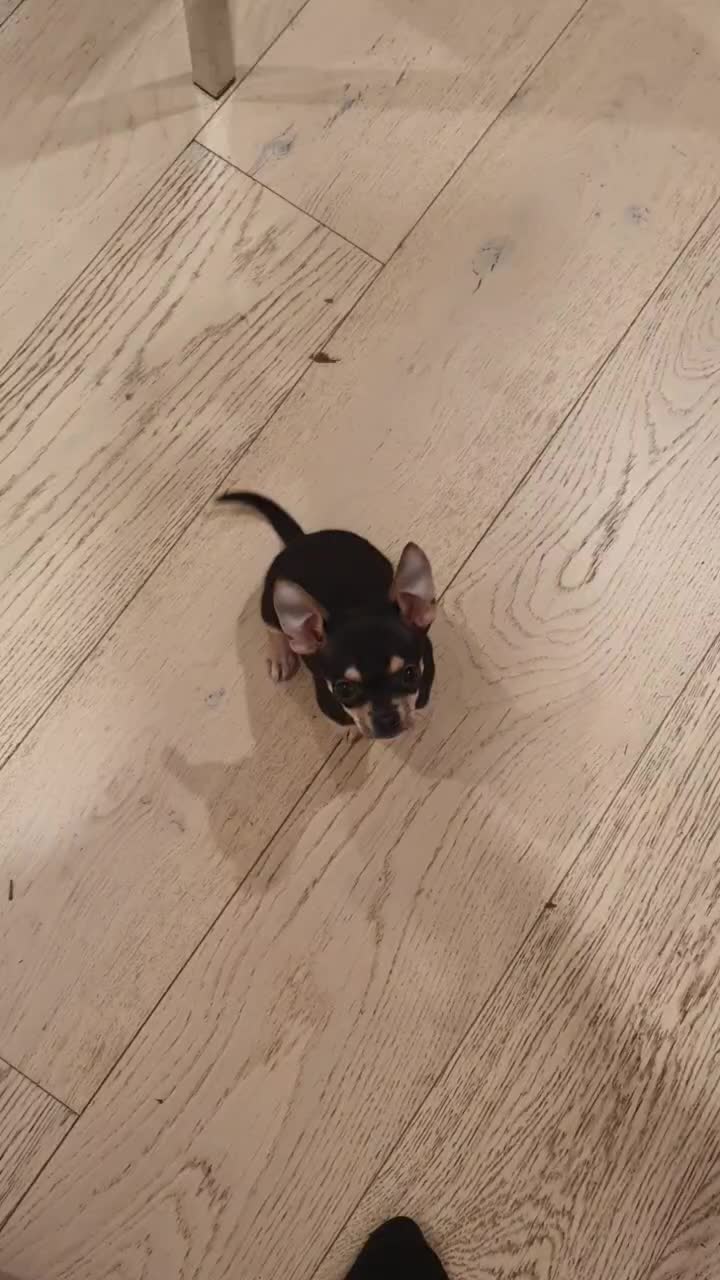 @Paco.the.Chihuahua