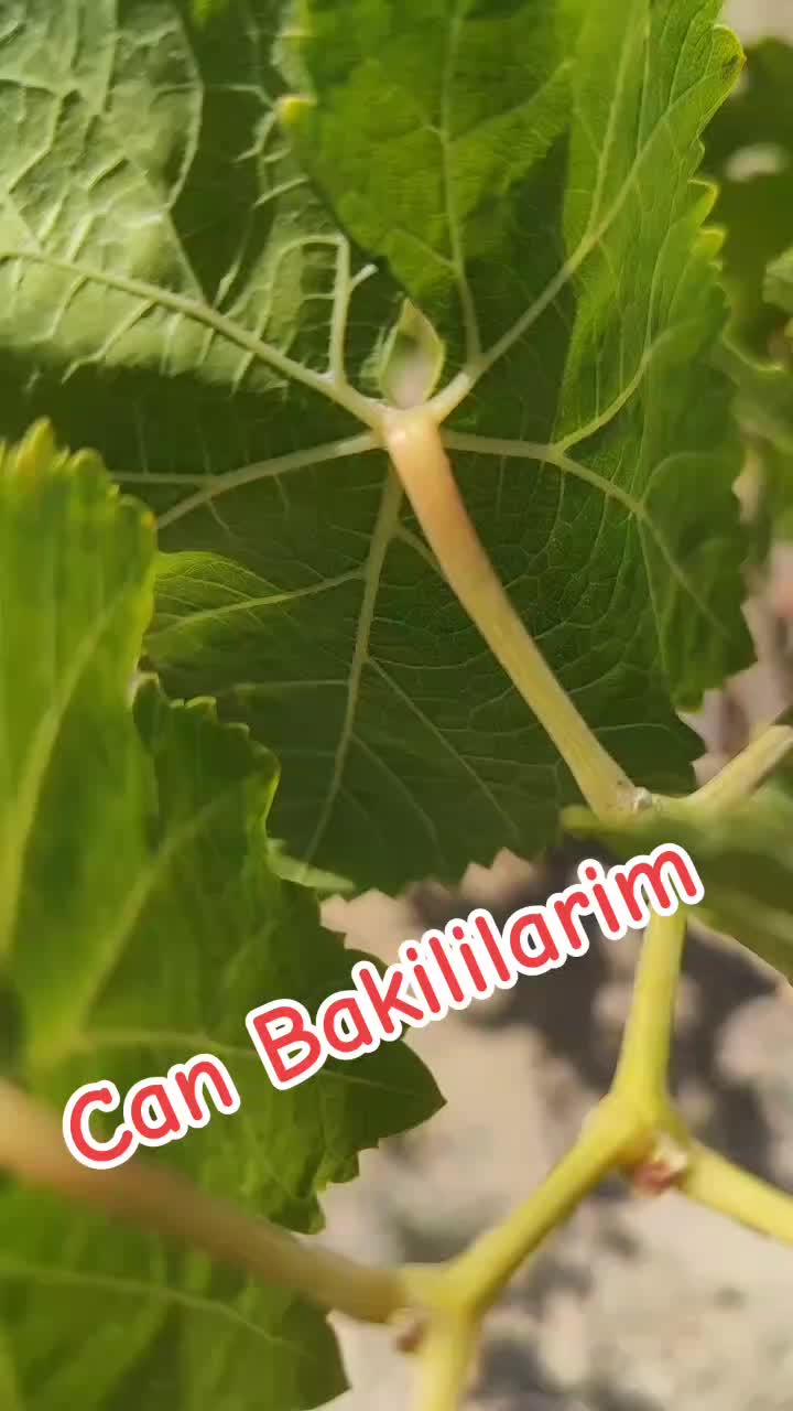 @Can_Baki_Can