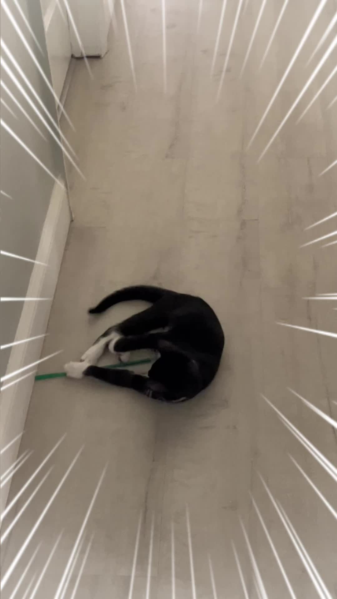 @Ryugyu Cat