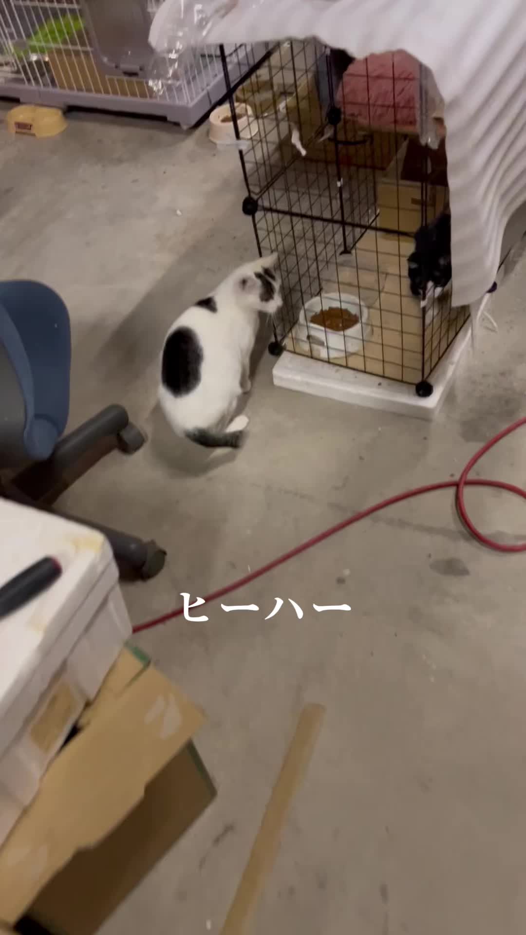 @とのひかる🐾🐈🐈⬛🐾