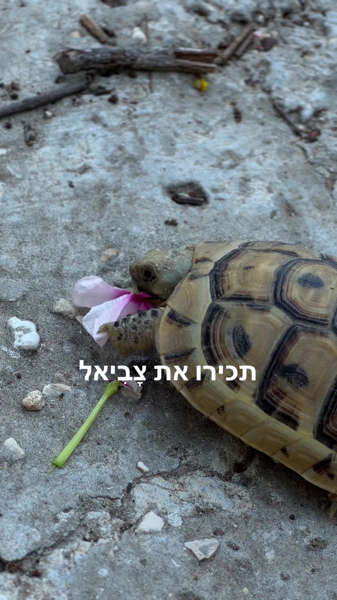 @Rotem Kalimi