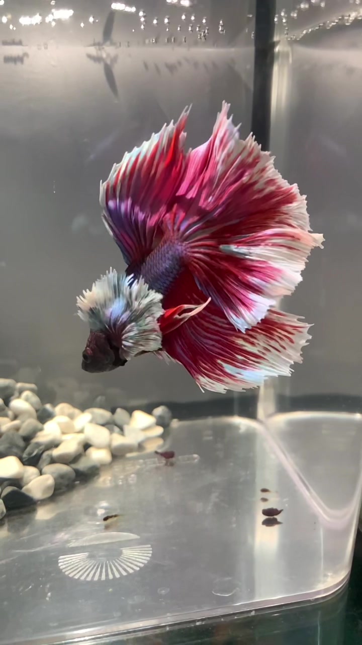 @HCw Betta