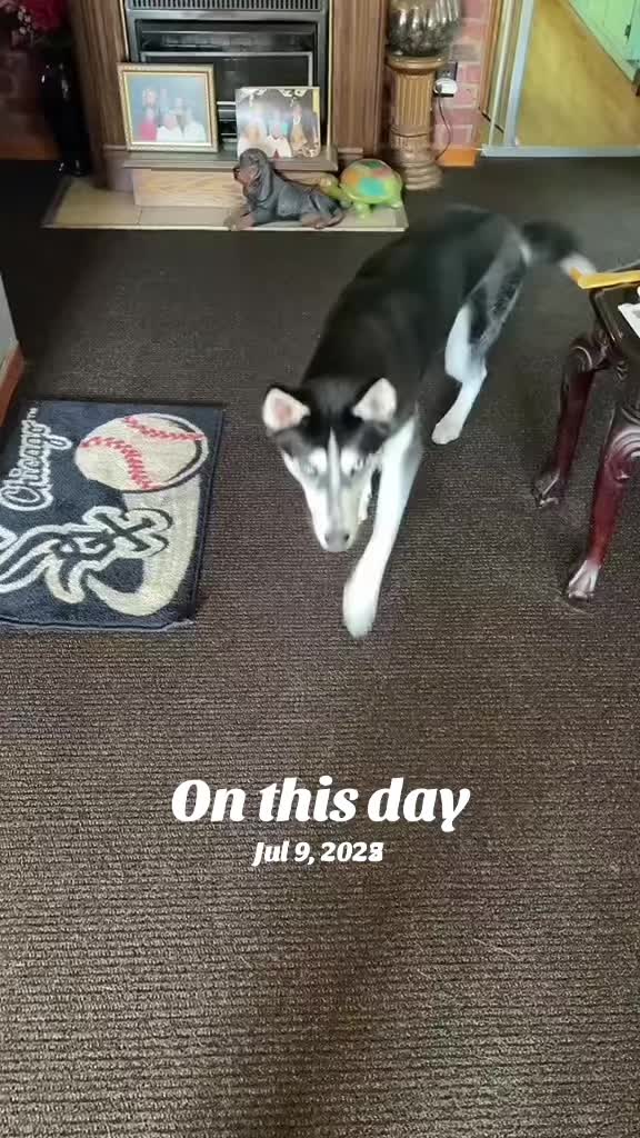@Martin Scorsese the husky