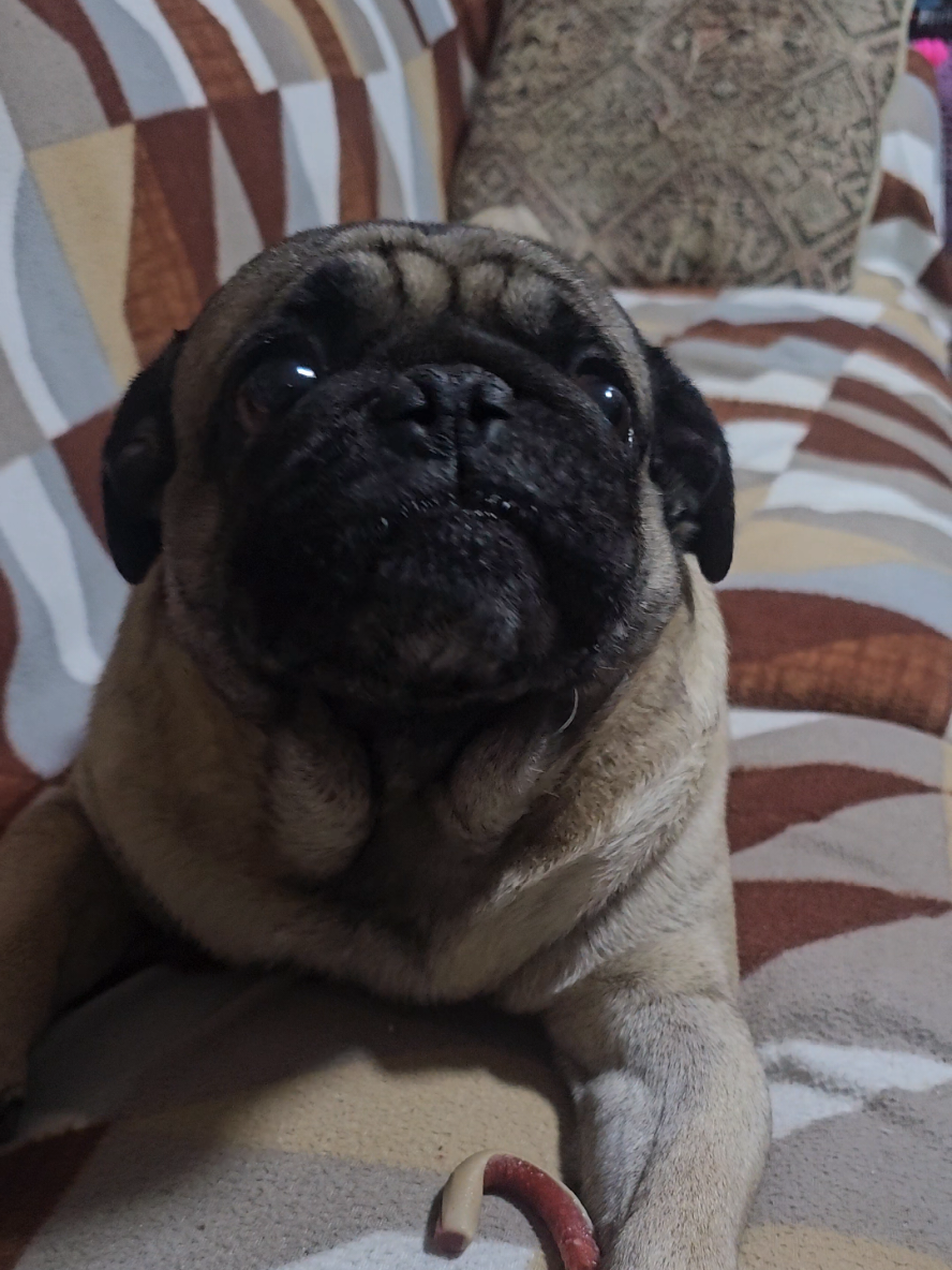 @CHICHARO🐶🐾