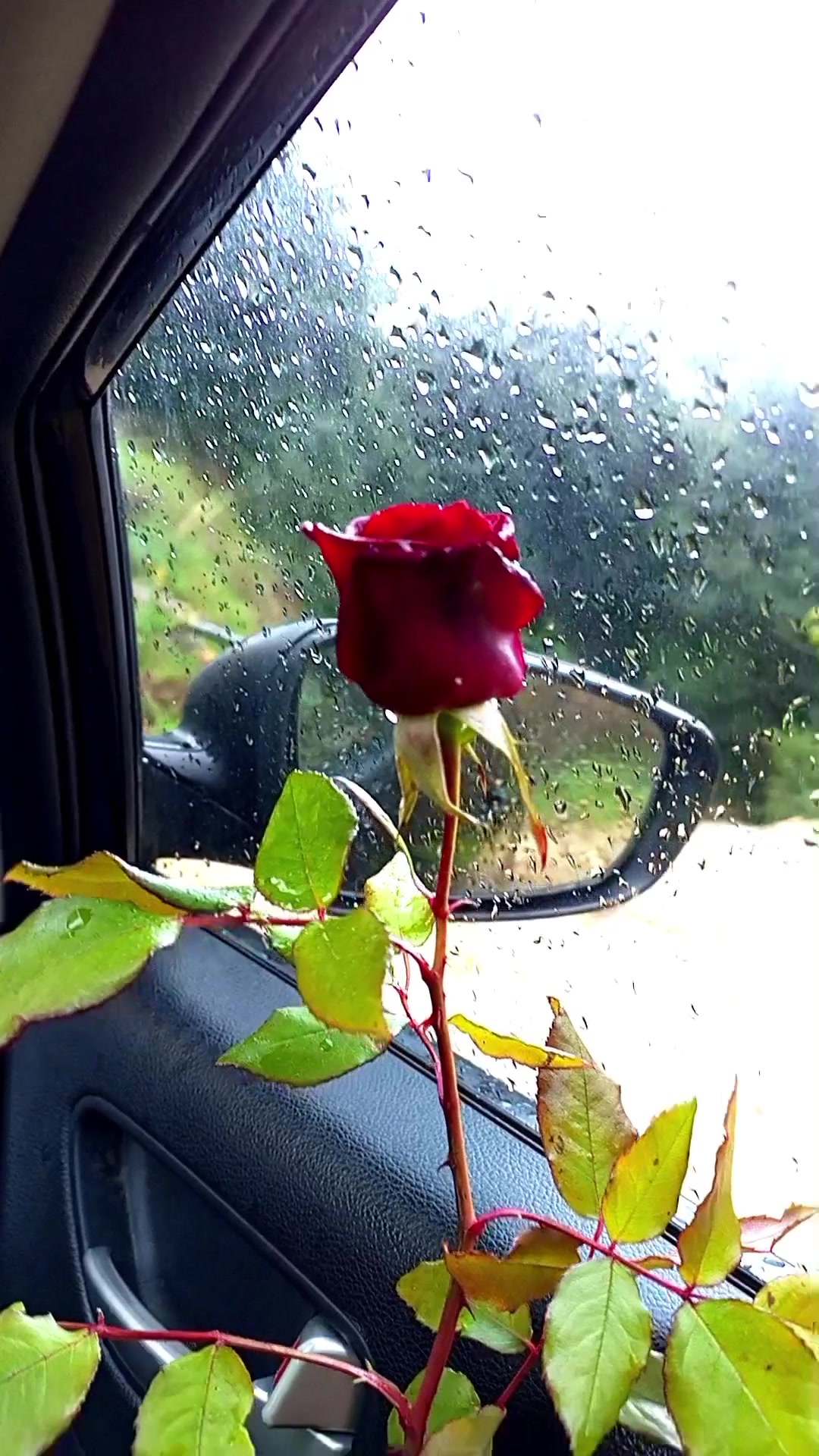 @lavendr81
