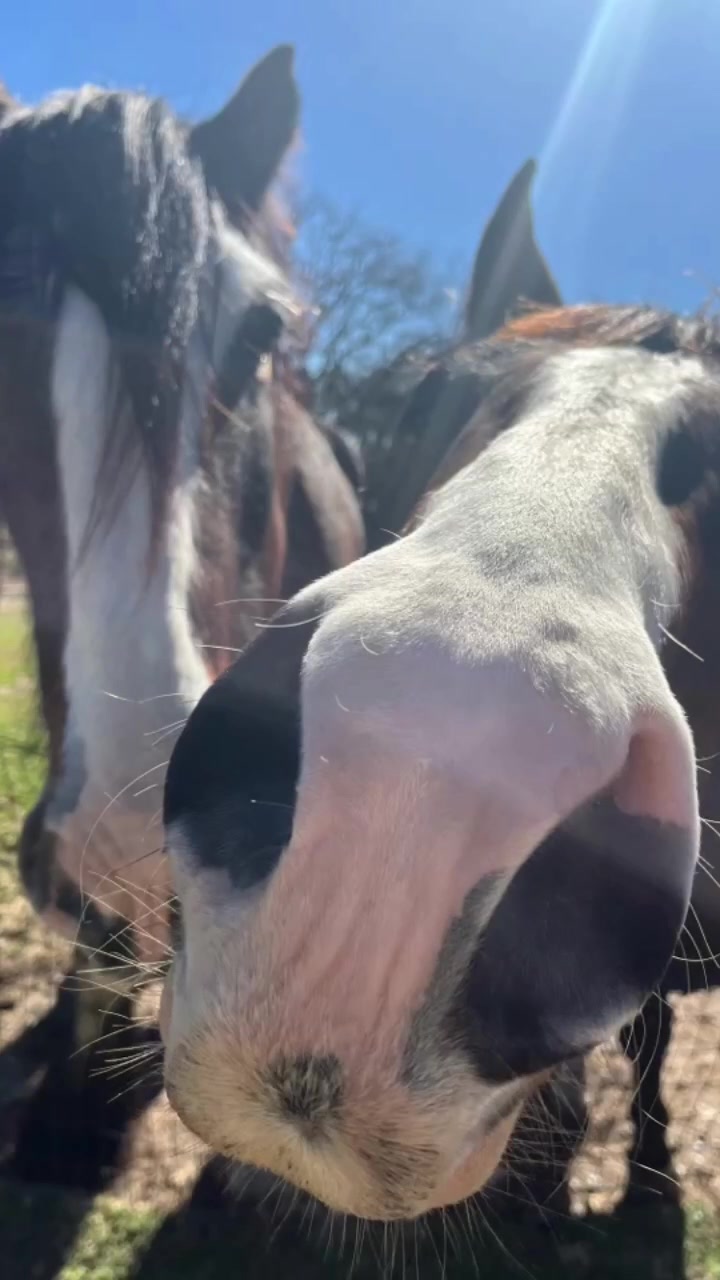 @Winston James The Clydesdale