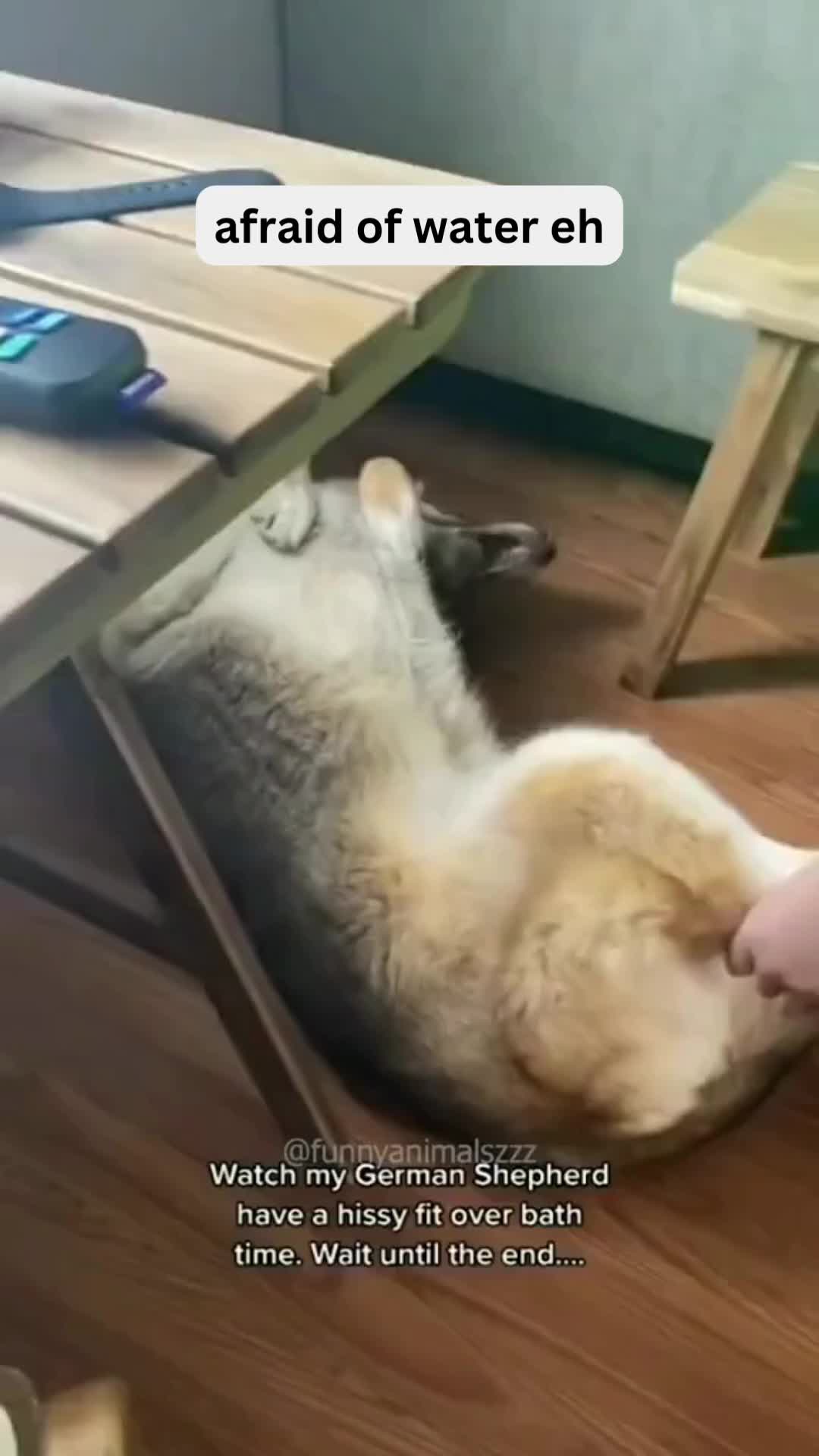 @Pet Guru