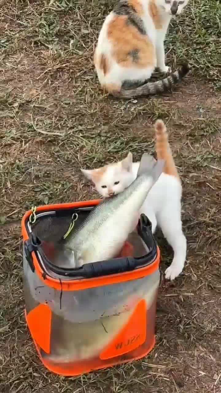 @funnypets818