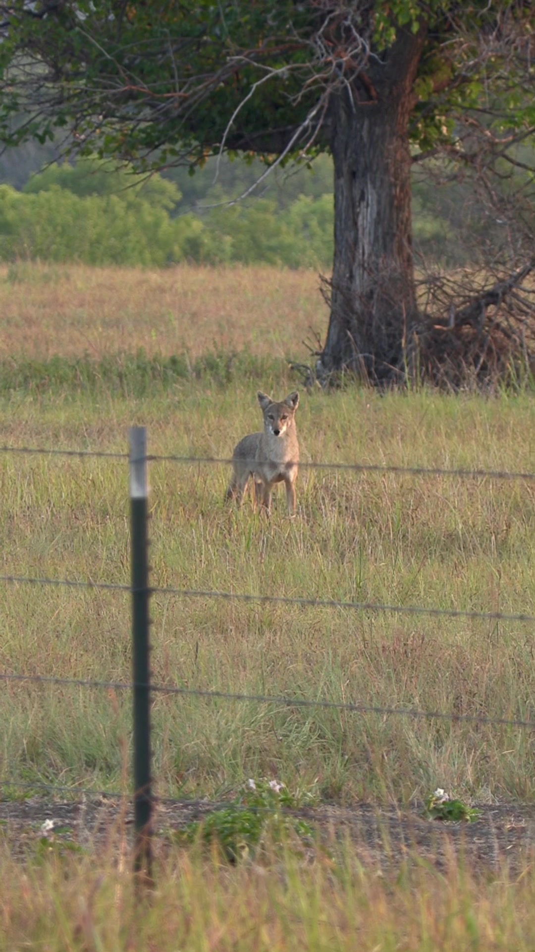 @FOXPRO Game Calls