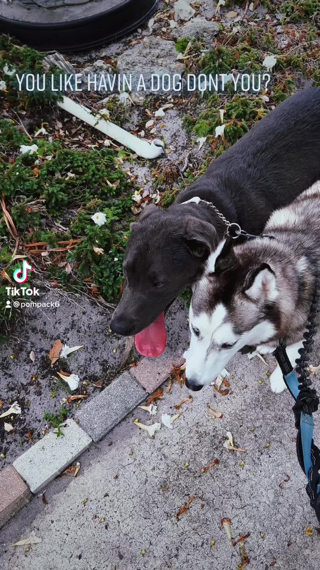 @Pompack