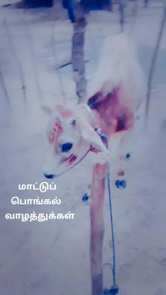 @சஐிந்தன் மைக்கல்
