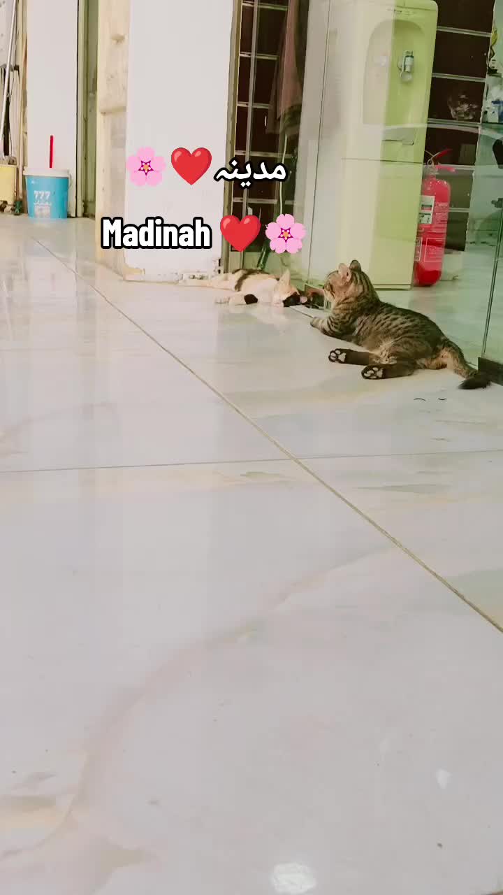 @Madinah Vlog