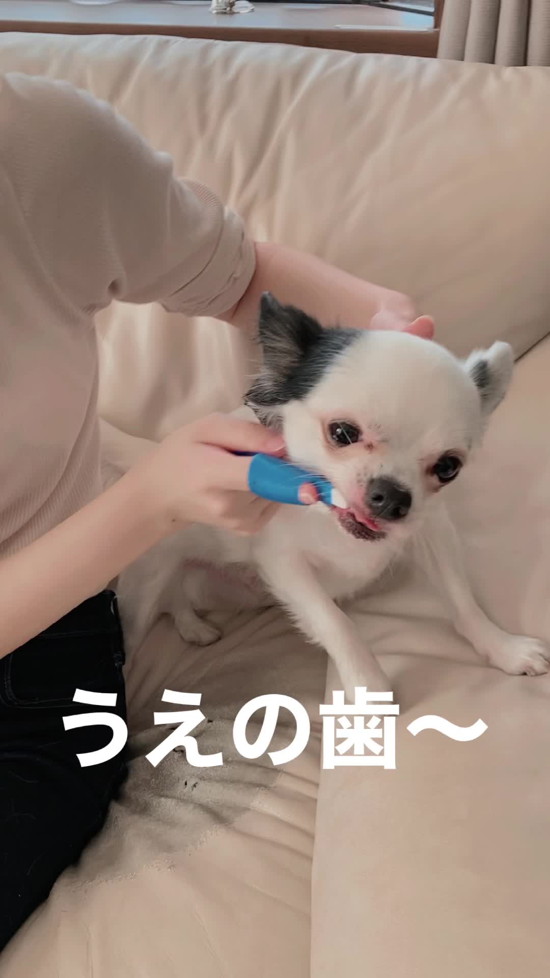 @みゆといぬ。