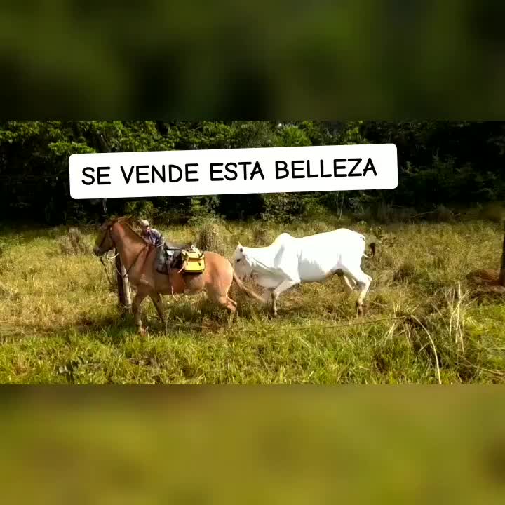 @luis JM
