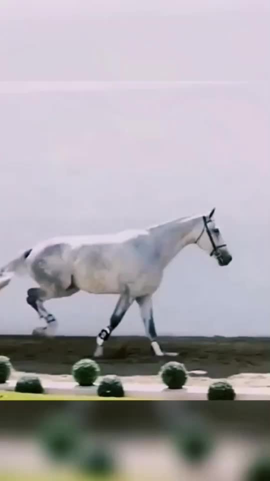 @Horse🐴🦄💕