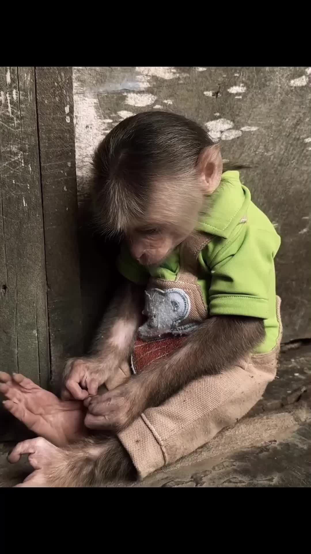 @Cute monkey