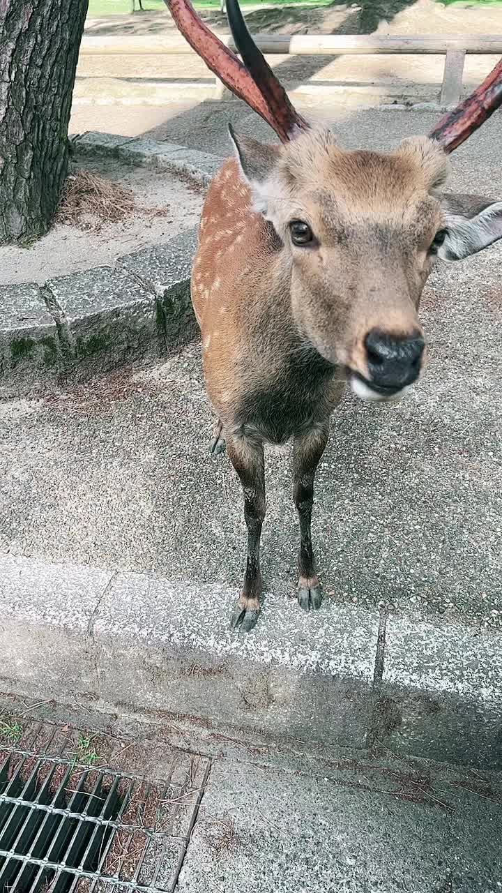 @⚡شجاعة煙草【本垢】自由⚡️