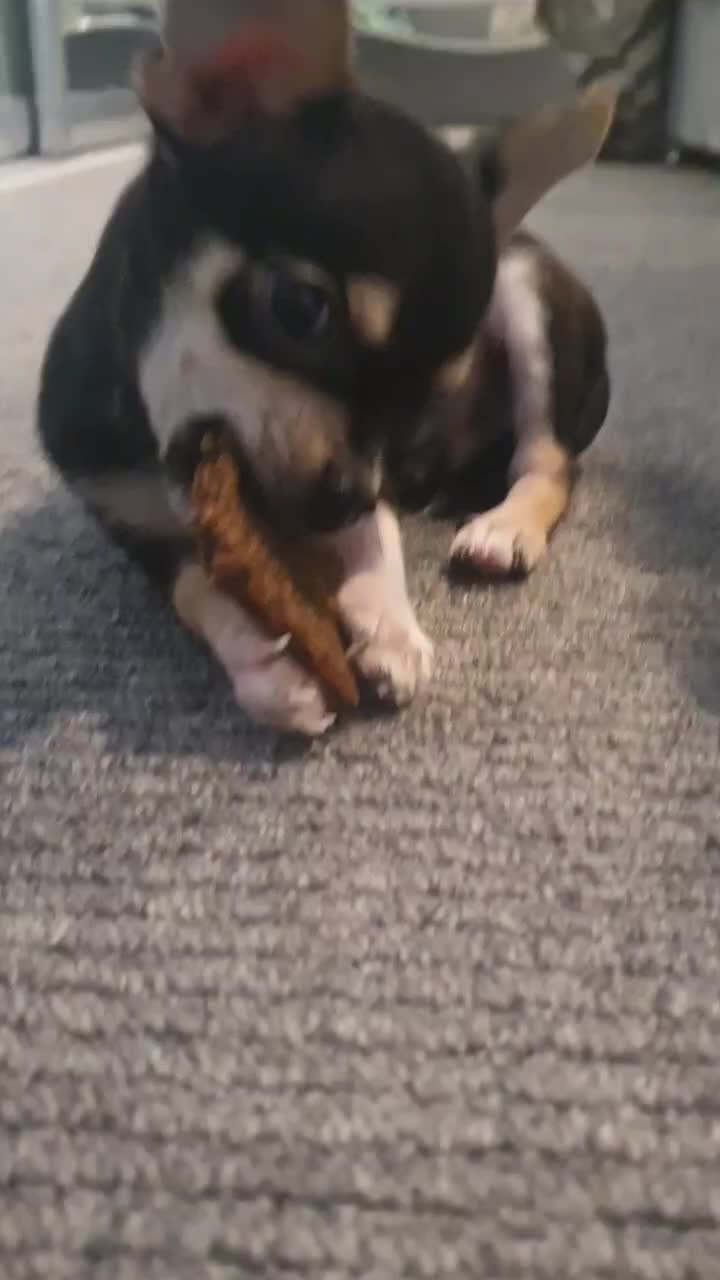 @Paco.the.Chihuahua